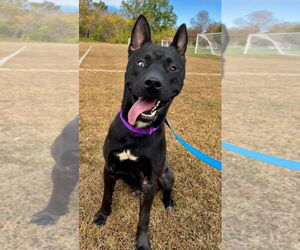 Dante - Male Siberian Husky-Unknown Mix Dog for Adoption - Photo #3