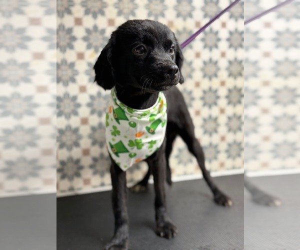 Medium Photo #1 Colonial Cocker Spaniel-Unknown Mix Puppy For Sale in El Centro, CA, USA