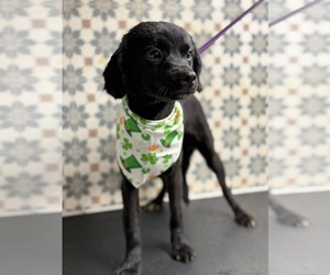 Colonial Cocker Spaniel-Unknown Mix Dogs for adoption in El Centro, CA, USA