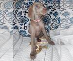 Small Photo #6 Weimaraner Puppy For Sale in LEWISBURG, KY, USA