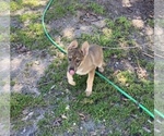 Small Photo #1 German Shepherd Dog Puppy For Sale in GRANBURY, TX, USA