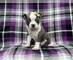 Small Photo #3 Boston Terrier Puppy For Sale in LAKELAND, FL, USA