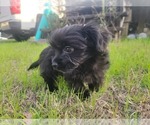 Small Photo #4 YorkiePoo Puppy For Sale in MACON, GA, USA
