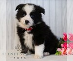 Small #2 Miniature Australian Shepherd