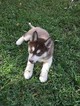 Small Photo #3 Siberian Husky Puppy For Sale in IRVING, TX, USA
