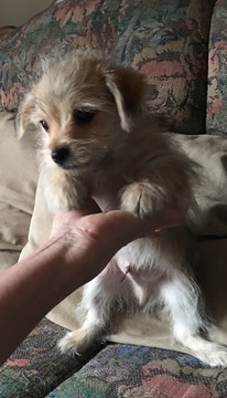 Medium Photo #1 Malchi Puppy For Sale in SYLVA, NC, USA