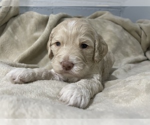 Cock-A-Poo Puppy for sale in DUNN, NC, USA