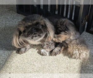 Medium Pekingese