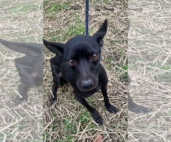Medium Photo #8 Miniature Pinscher-Unknown Mix Puppy For Sale in Mount Laurel, NJ, USA
