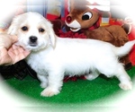 Small Photo #2 ShihPoo-Unknown Mix Puppy For Sale in HAMMOND, IN, USA