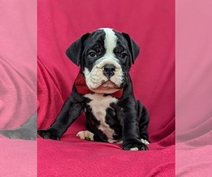 Olde English Bulldogge Puppy for sale in OXFORD, PA, USA