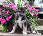 Small Photo #1 German Shepherd Dog-Siberian Husky Mix Puppy For Sale in FREDERICKSBG, OH, USA
