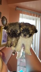 Shiranian Puppy for sale in NEW BALTIMORE, MI, USA