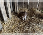 Puppy Puppy 4 Australian Shepherd