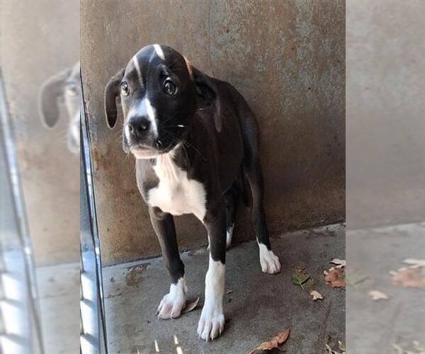 Medium Photo #1 Mutt Puppy For Sale in Chula Vista, CA, USA