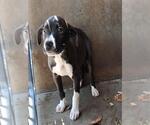 Small Mutt