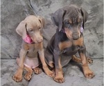 Small Photo #34 Doberman Pinscher Puppy For Sale in POMEROY, OH, USA