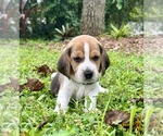 Puppy Pup  6  Lily Beagle