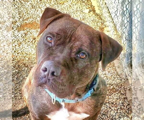 Medium Photo #5 American Staffordshire Terrier-Unknown Mix Puppy For Sale in Lake Forest, CA, USA