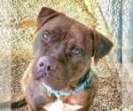 Small #4 American Staffordshire Terrier Mix