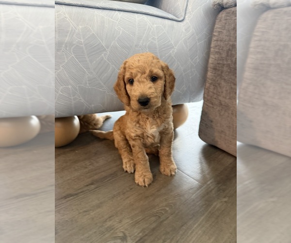 Medium Photo #9 Goldendoodle mix (+ Poodle Standard) Puppy For Sale in SEFFNER, FL, USA