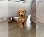 Small #8 Goldendoodle mix (+ Poodle Standard)