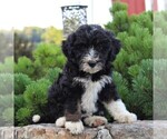 Small Photo #3 Miniature Australian Shepherd-Poodle (Standard) Mix Puppy For Sale in BLAIN, PA, USA