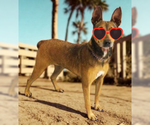 Small Miniature Pinscher Mix