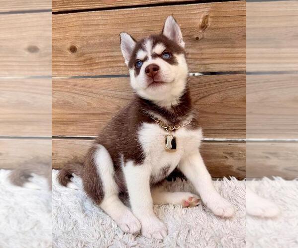 Medium Photo #3 Siberian Husky Puppy For Sale in TAMPA, FL, USA