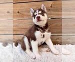 Small #2 Siberian Husky