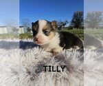 Puppy Tilly American Corgi