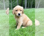 Small #2 Golden Retriever