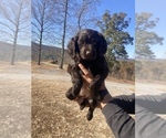Small Photo #5 Boykin Spaniel Puppy For Sale in FLINTSTONE, GA, USA
