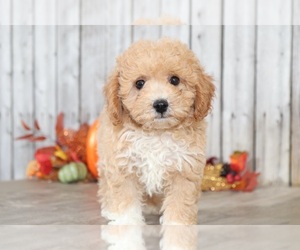 Poochon Puppy for sale in MOUNT VERNON, OH, USA