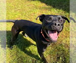 Small Photo #3 Labrador Retriever-Unknown Mix Puppy For Sale in Muskegon, MI, USA