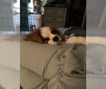 Small #1 Cavalier King Charles Spaniel