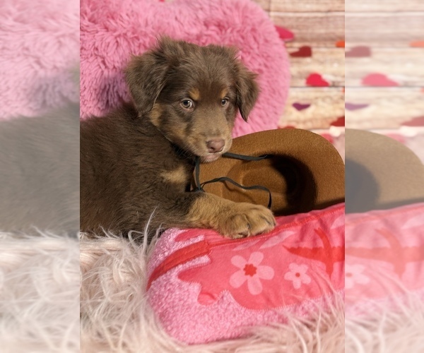 Medium Photo #63 Australian Shepherd Puppy For Sale in NEW BRAUNFELS, TX, USA