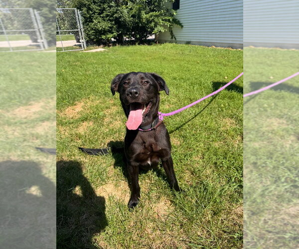 Medium Photo #1 Labrador Retriever-Unknown Mix Puppy For Sale in Muskegon, MI, USA