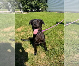 Labrador Retriever-Unknown Mix Dogs for adoption in Muskegon, MI, USA