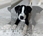 Small #4 Boxador