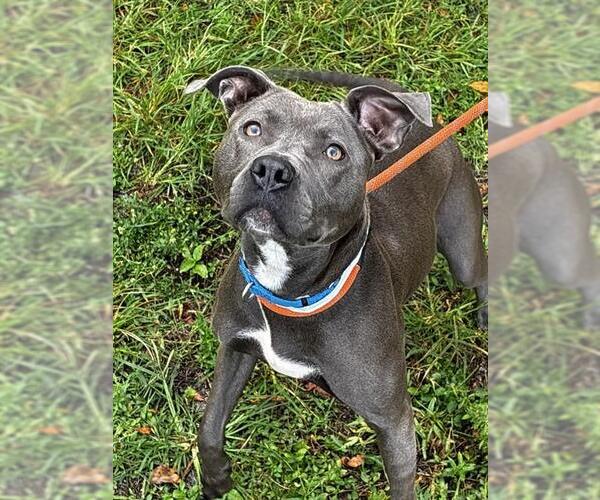 Medium Photo #1 American Staffordshire Terrier Puppy For Sale in Fort Lauderdale, FL, USA