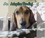 Small #3 Beagle