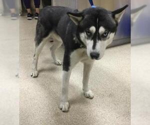 Siberian Husky Dogs for adoption in Riverside, CA, USA