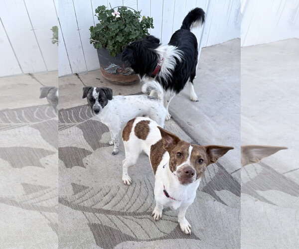 Medium Photo #4 Beagle-Unknown Mix Puppy For Sale in Newport Beach, CA, USA