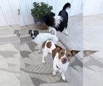 Small Photo #4 Beagle-Unknown Mix Puppy For Sale in Newport Beach, CA, USA