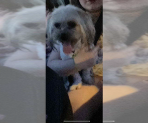 Shih Tzu Dog for Adoption in VENETA, Oregon USA