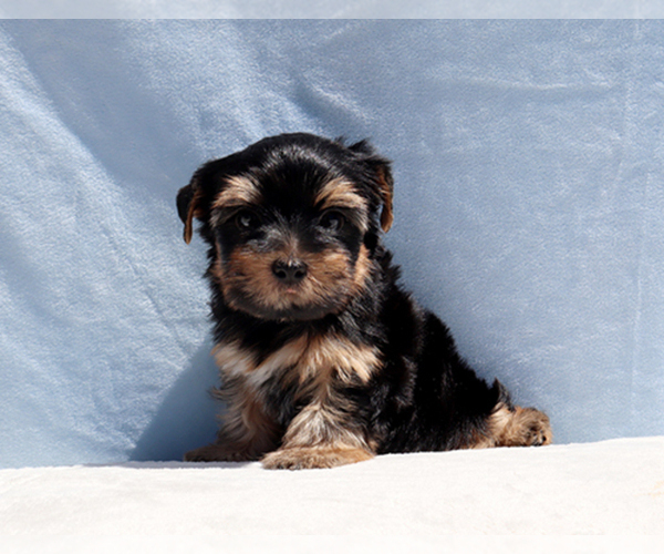 Medium Photo #6 Yorkshire Terrier Puppy For Sale in LOS ANGELES, CA, USA