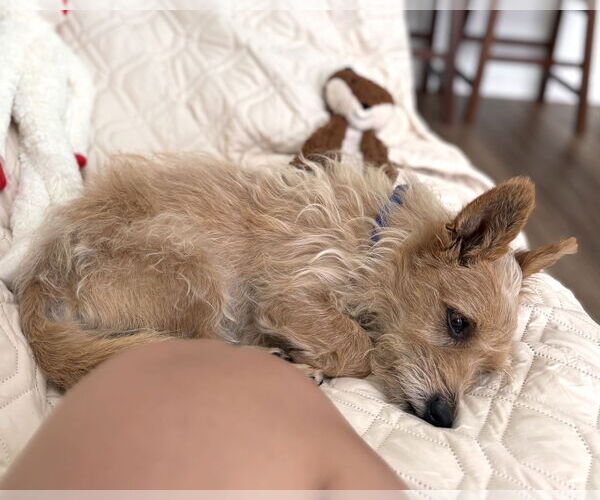 Medium Photo #4 Mutt Puppy For Sale in Corona, CA, USA