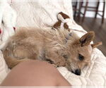 Small #3 Mutt