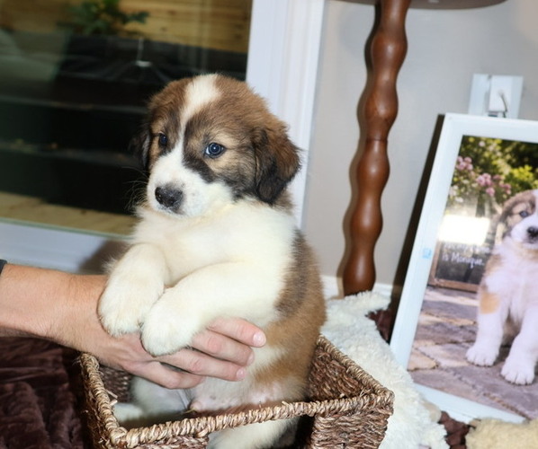 Medium Photo #5 Aussie Pyrenees Puppy For Sale in LEXINGTON, SC, USA
